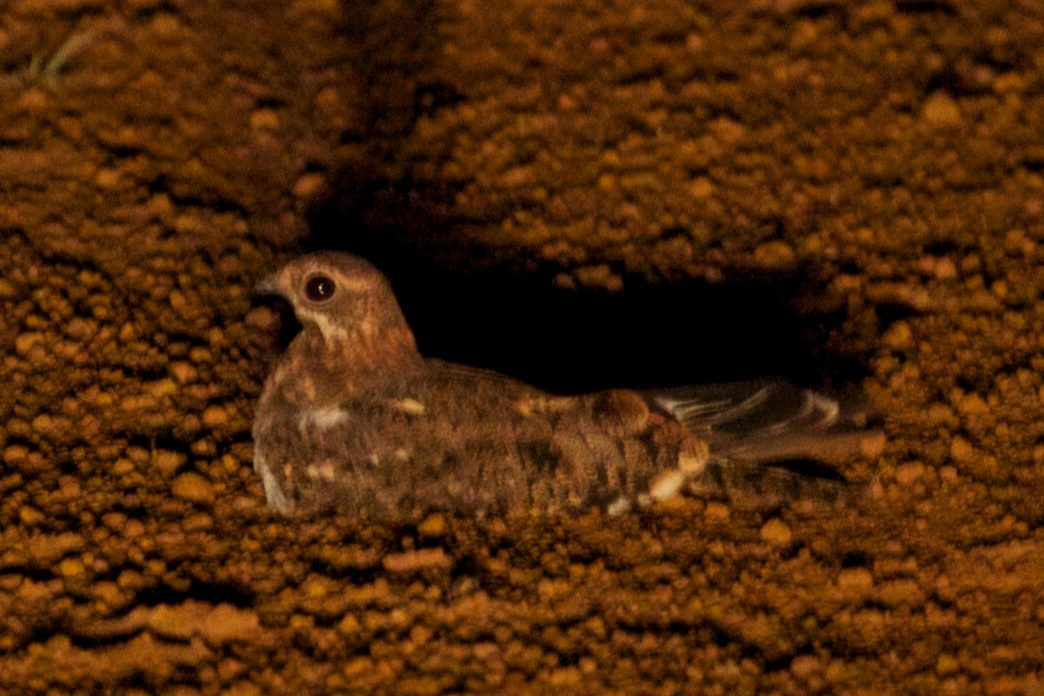 Pennant-winged Nightjar - ML400014031