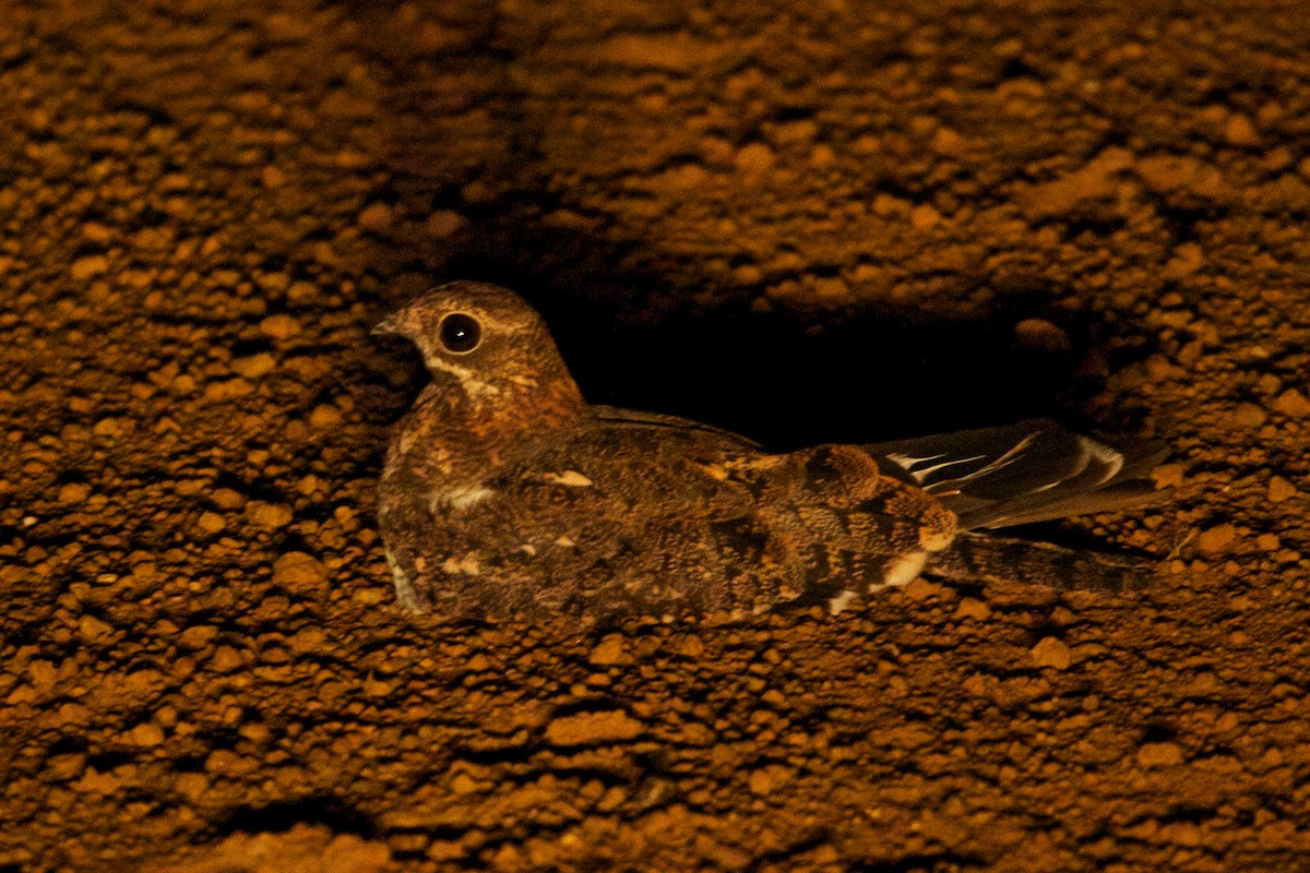 Pennant-winged Nightjar - Robert Tizard