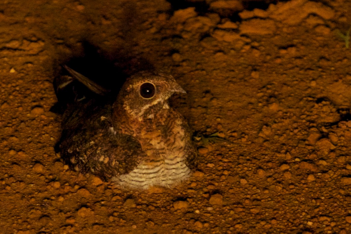 Pennant-winged Nightjar - ML400014191