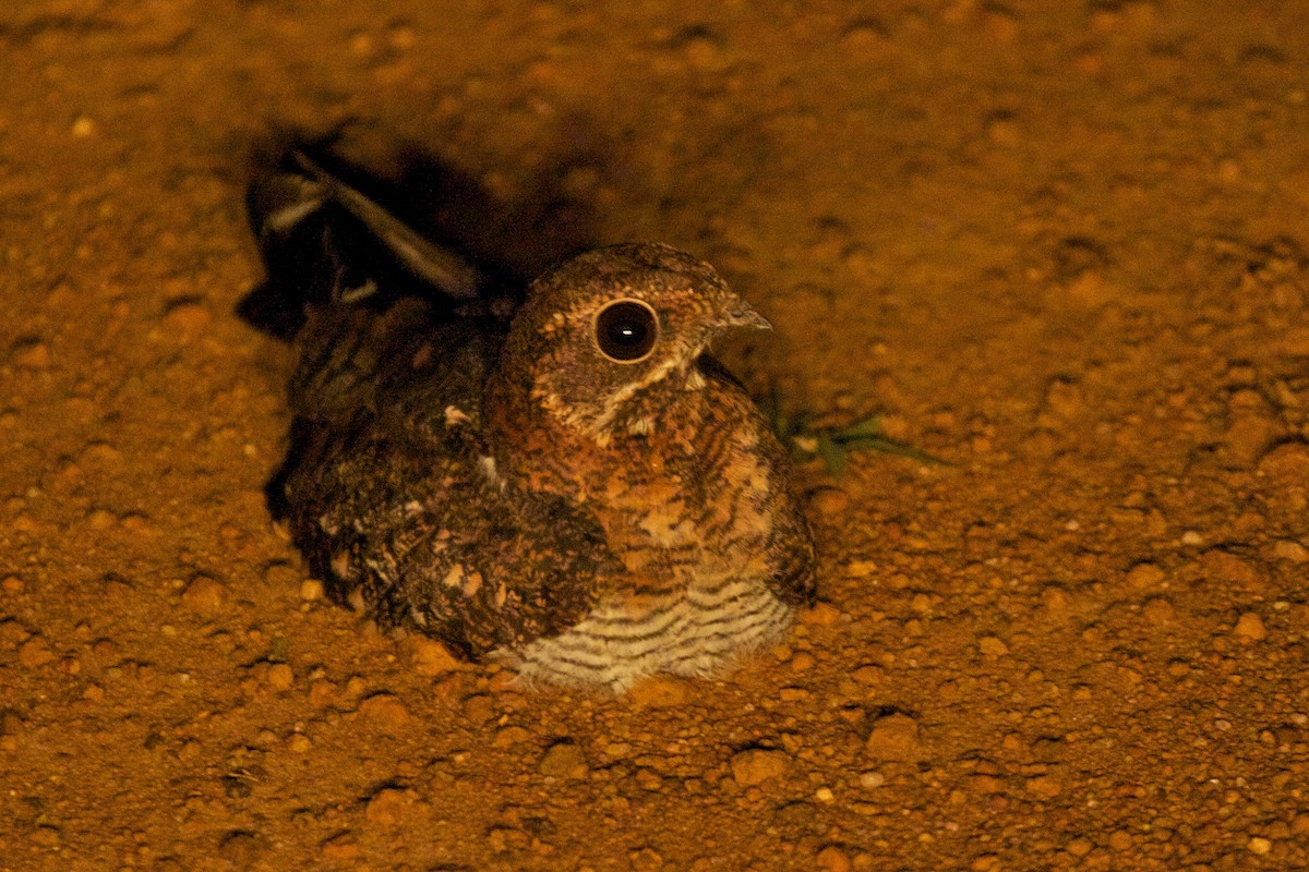 Pennant-winged Nightjar - ML400014221