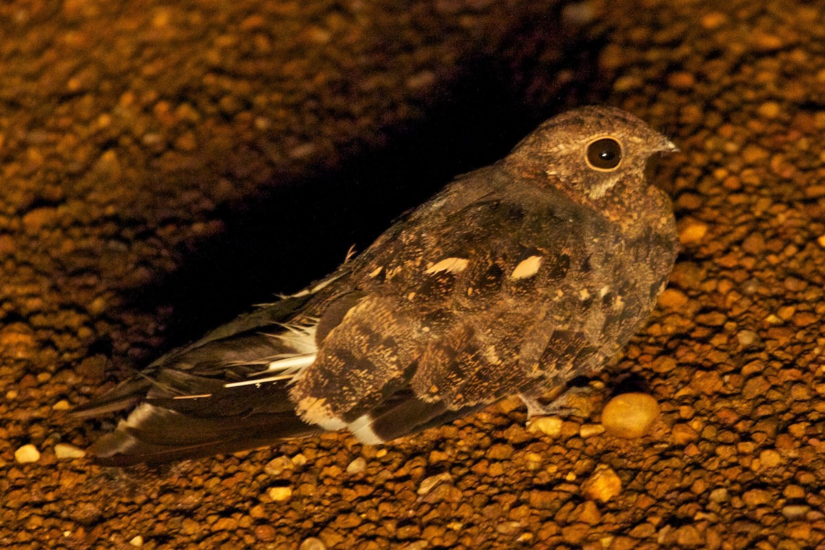 Pennant-winged Nightjar - ML400014551