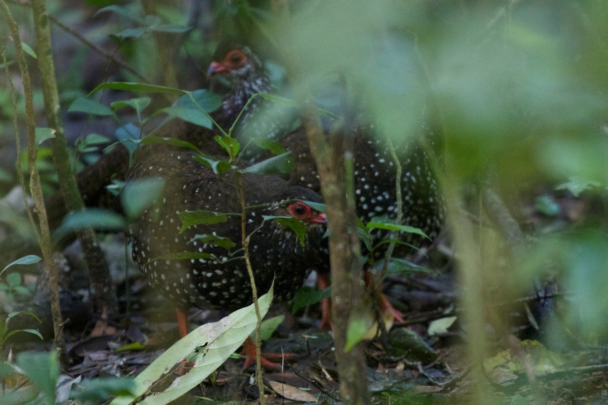 Nahan's Partridge - ML400014781