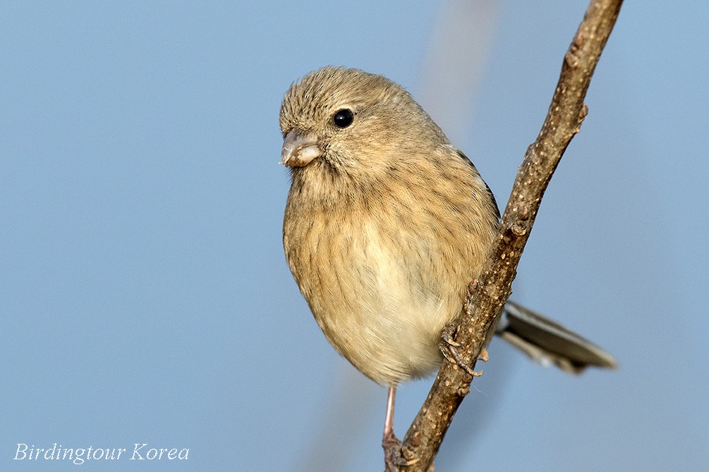 Long-tailed Rosefinch - ML400018811
