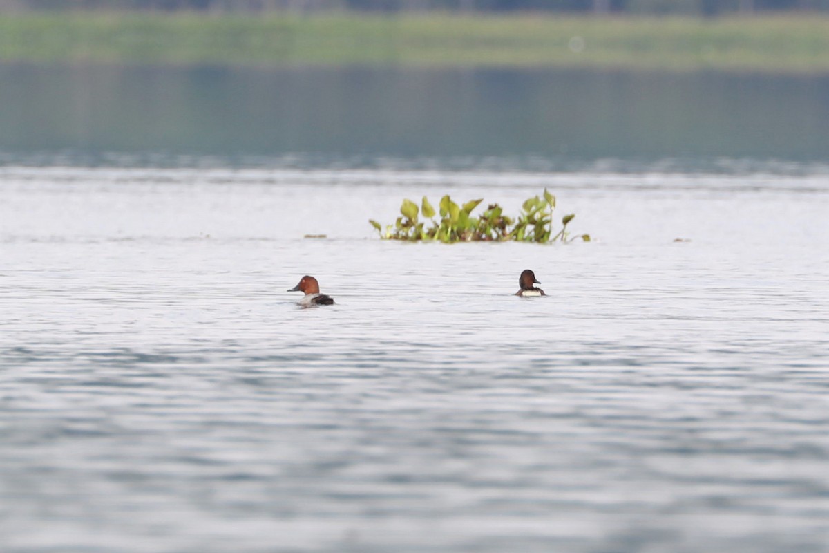 Common Pochard - ML400019781