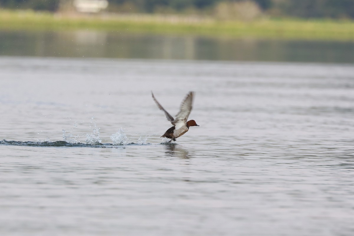 Common Pochard - ML400019851