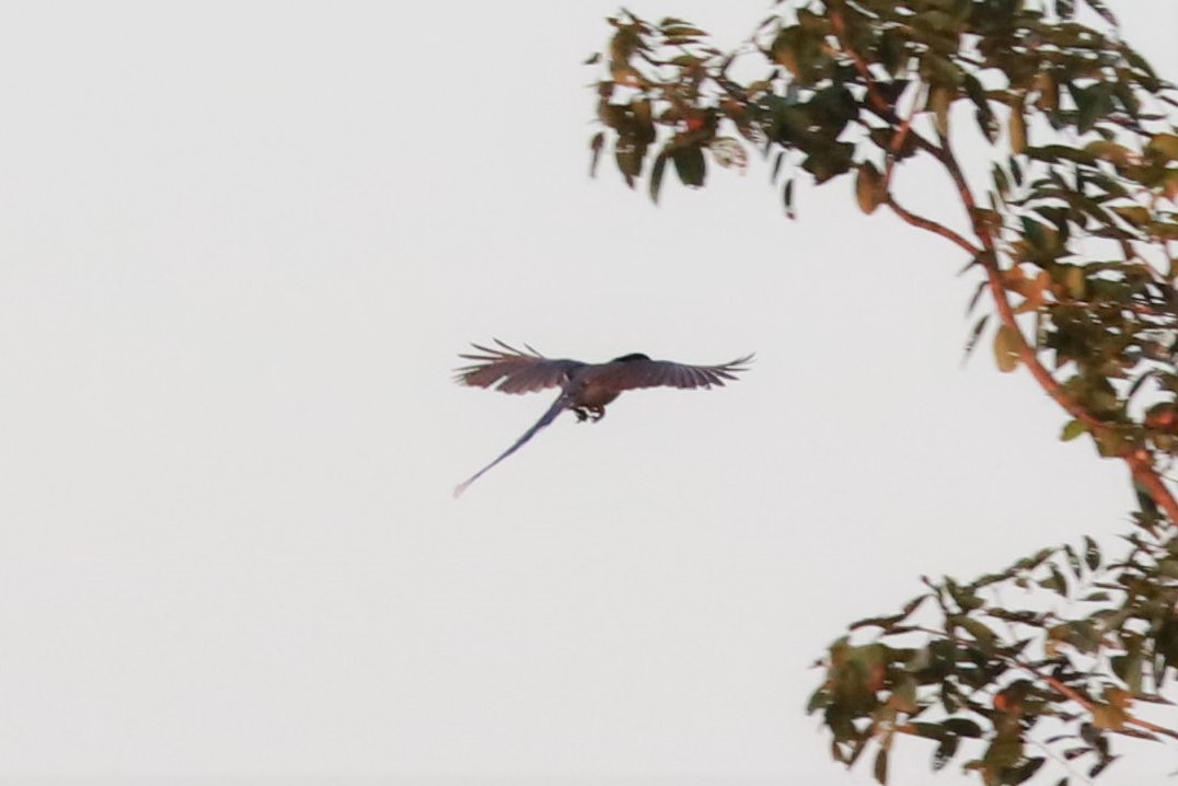 Red-billed Blue-Magpie - ML400021231