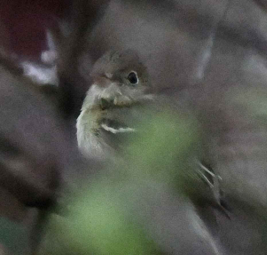 Yellow-bellied Flycatcher - ML400021311