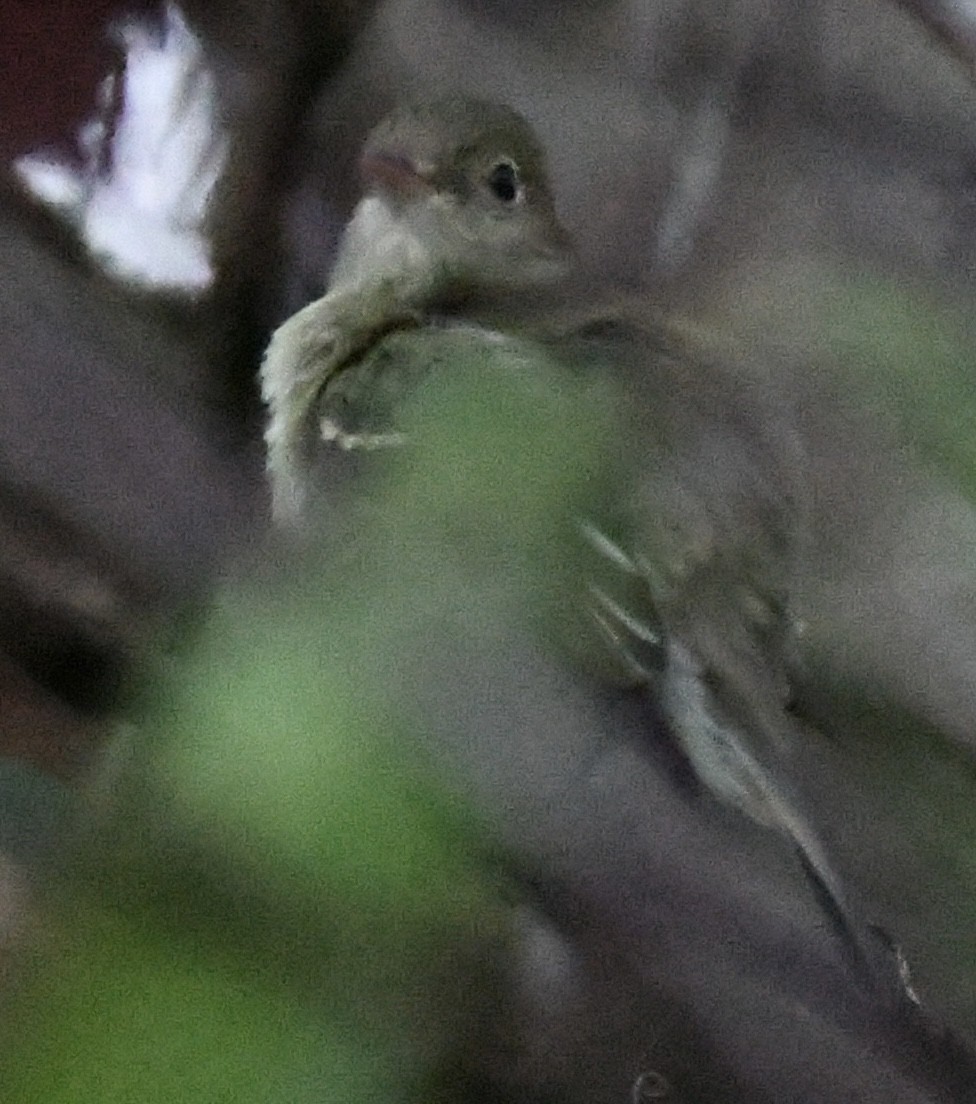 Yellow-bellied Flycatcher - ML400021331