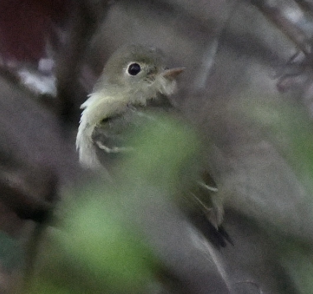 Yellow-bellied Flycatcher - ML400021341