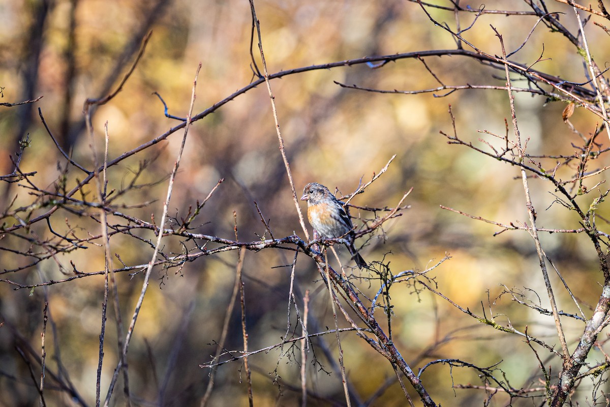 Three-banded Rosefinch - ML400022791