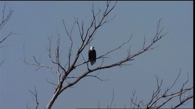 Bald Eagle - ML400023