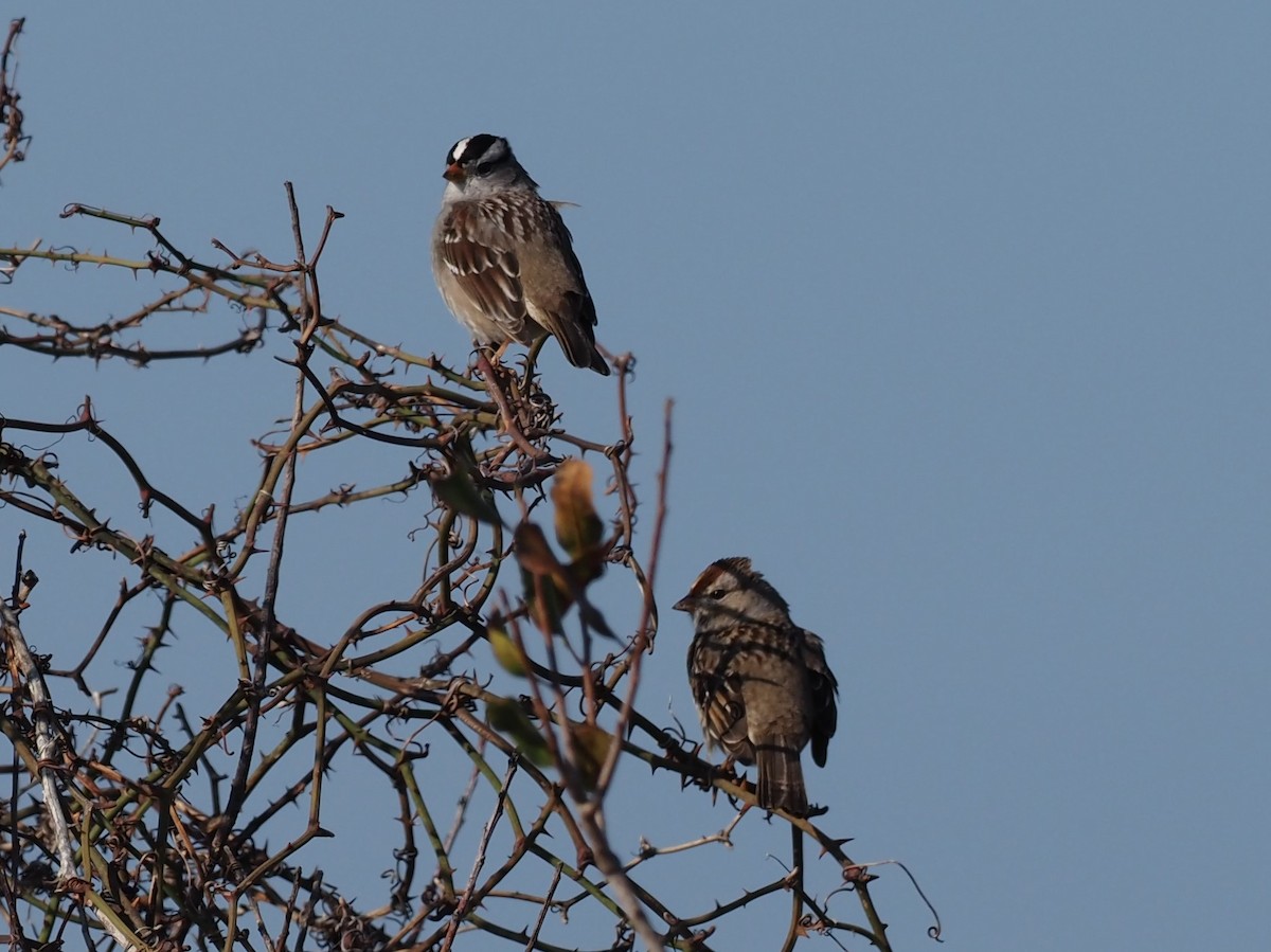 White-crowned Sparrow - ML400025401