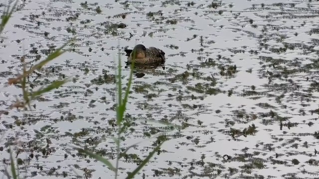 White-backed Duck - ML400026821