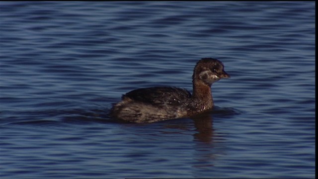 Pied-billed Grebe - ML400028