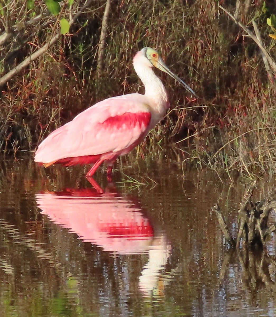 Roseate Spoonbill - ML400028261