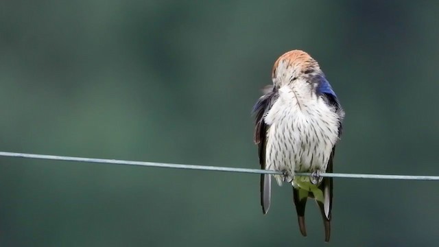 Hirondelle à tête rousse - ML400029211