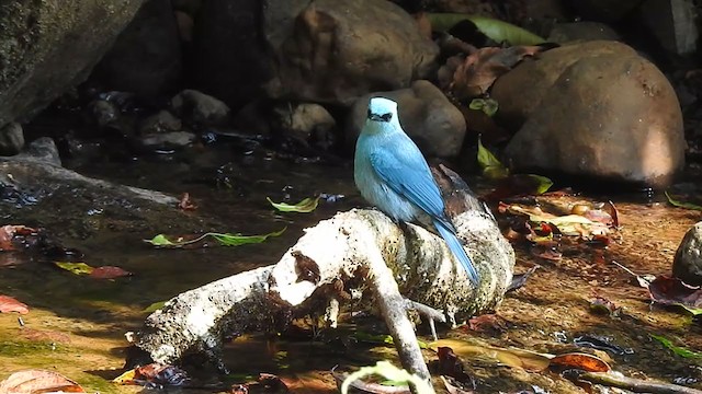 Verditer Flycatcher - ML400029241