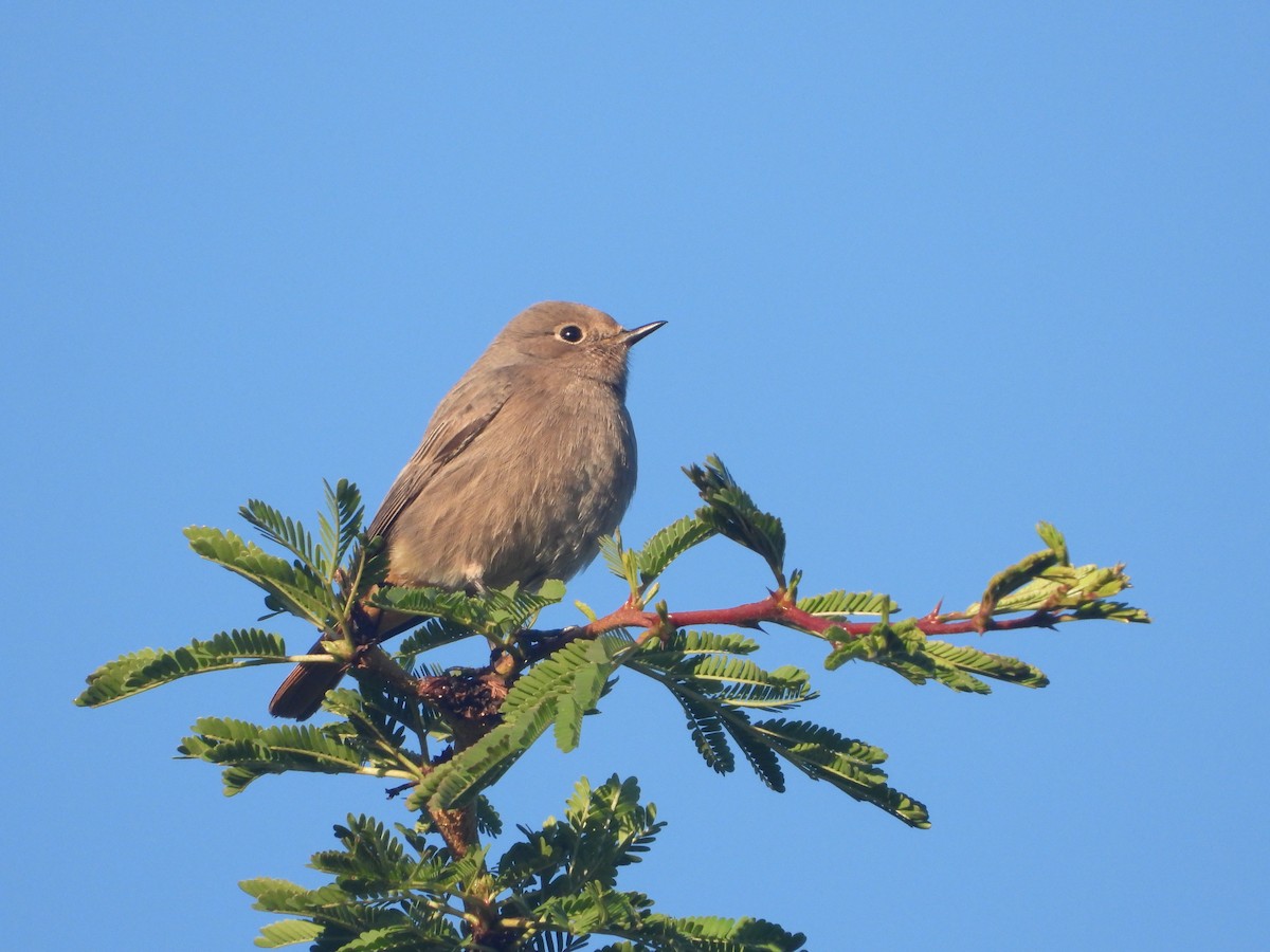 Black Redstart - Itay Berger