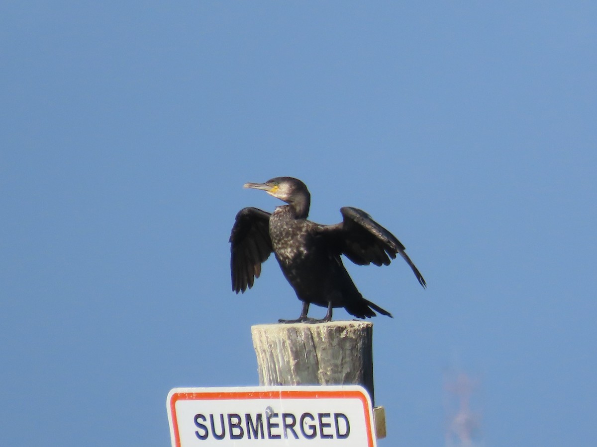 Cormorán Grande - ML400031081