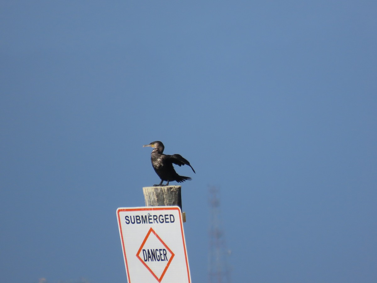 Cormorán Grande - ML400031231