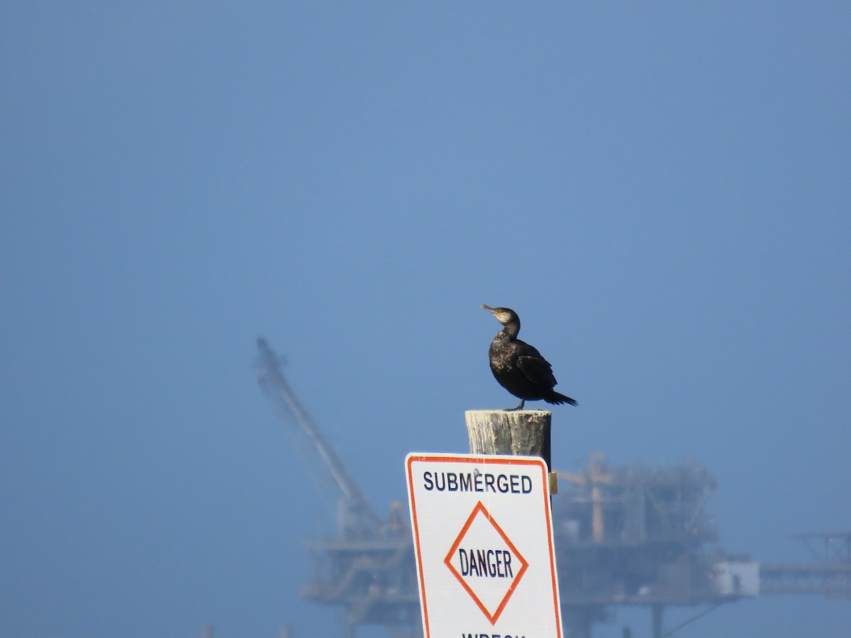 Great Cormorant - ML400031311