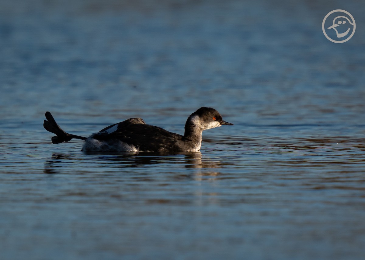 Eared Grebe - Yanina Maggiotto