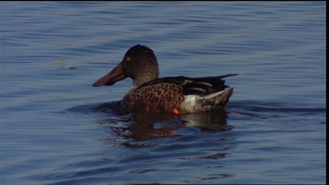 Northern Shoveler - ML400032