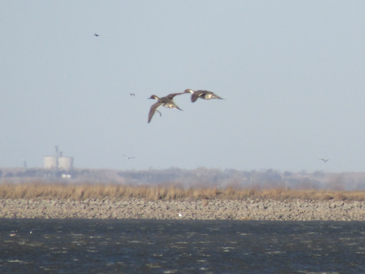 Northern Pintail - ML400032261