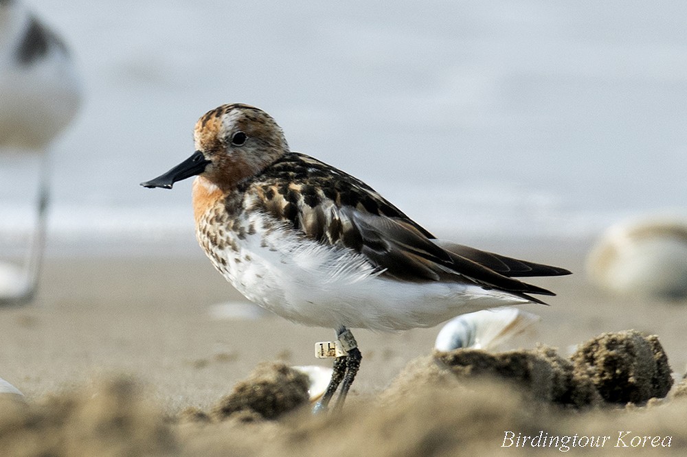 Spoon-billed Sandpiper - Peter Han