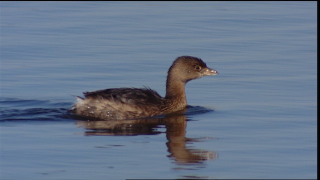 Pied-billed Grebe - ML400036