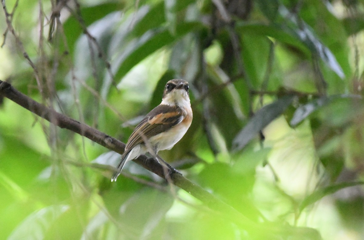 Boulton's Batis - Gabriel Jamie