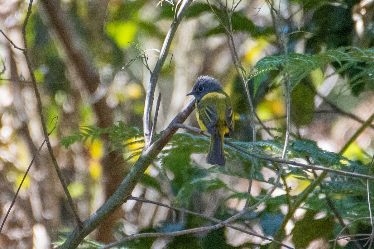 Gray-headed Canary-Flycatcher - ML400036351