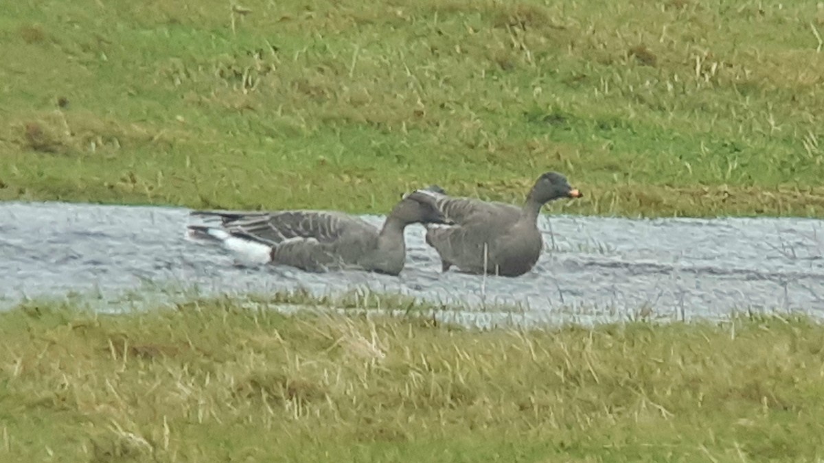 Tundra Bean-Goose - Martin Creasser