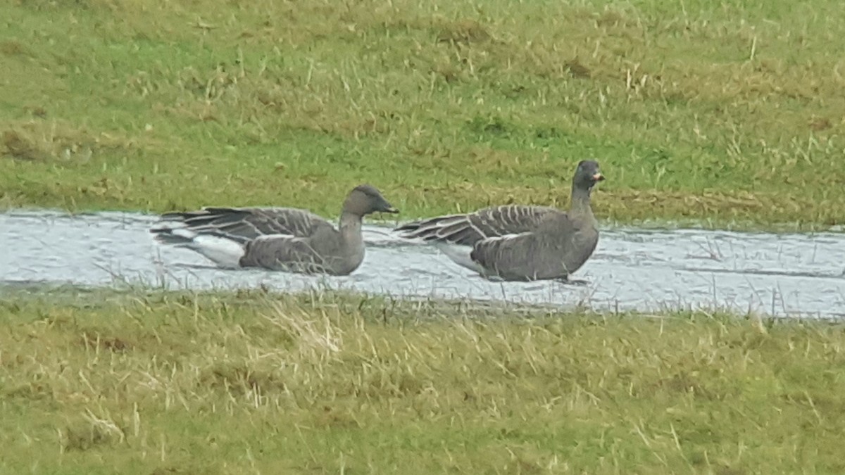 Tundra Bean-Goose - Martin Creasser