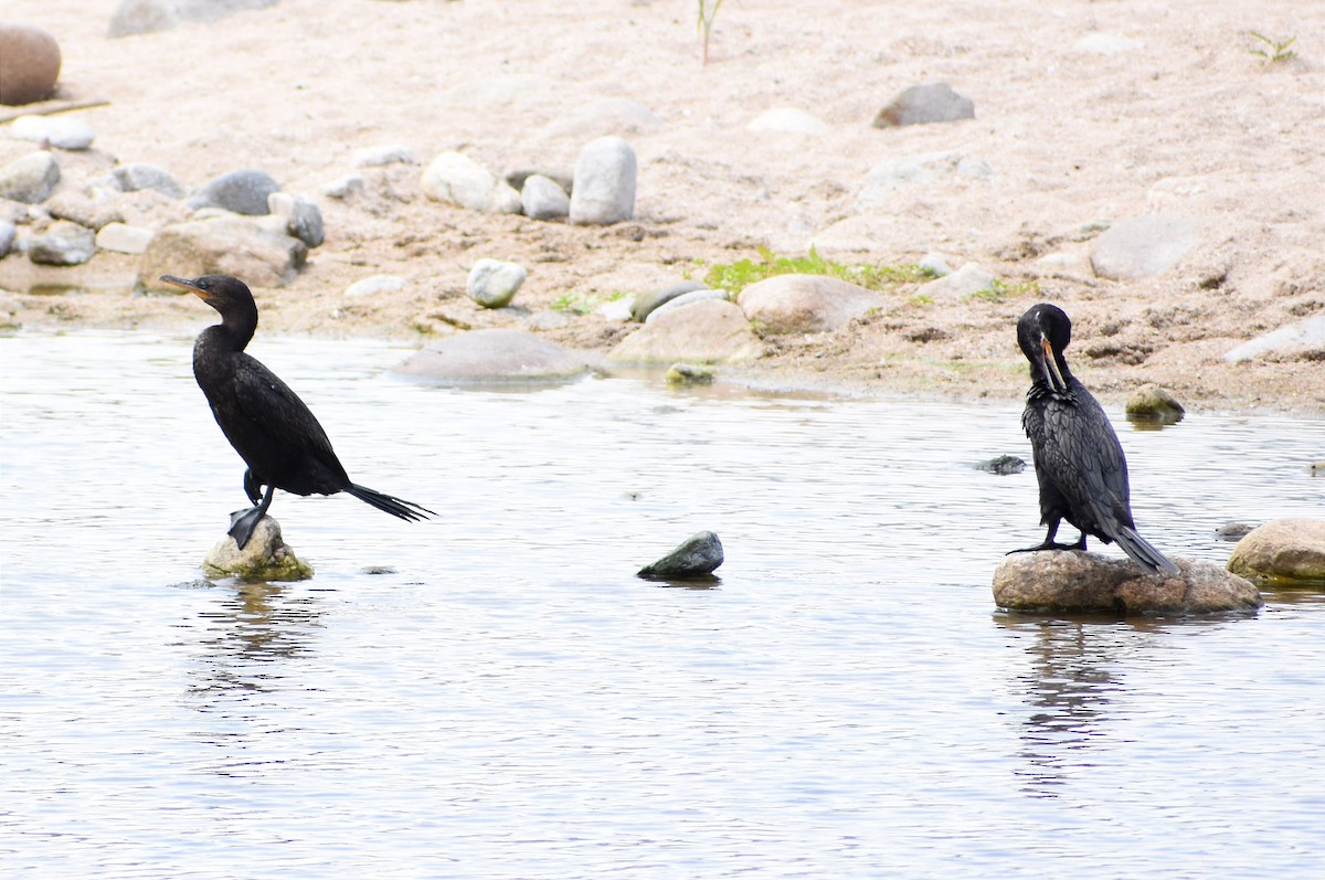 Cormorán Biguá - ML400038331