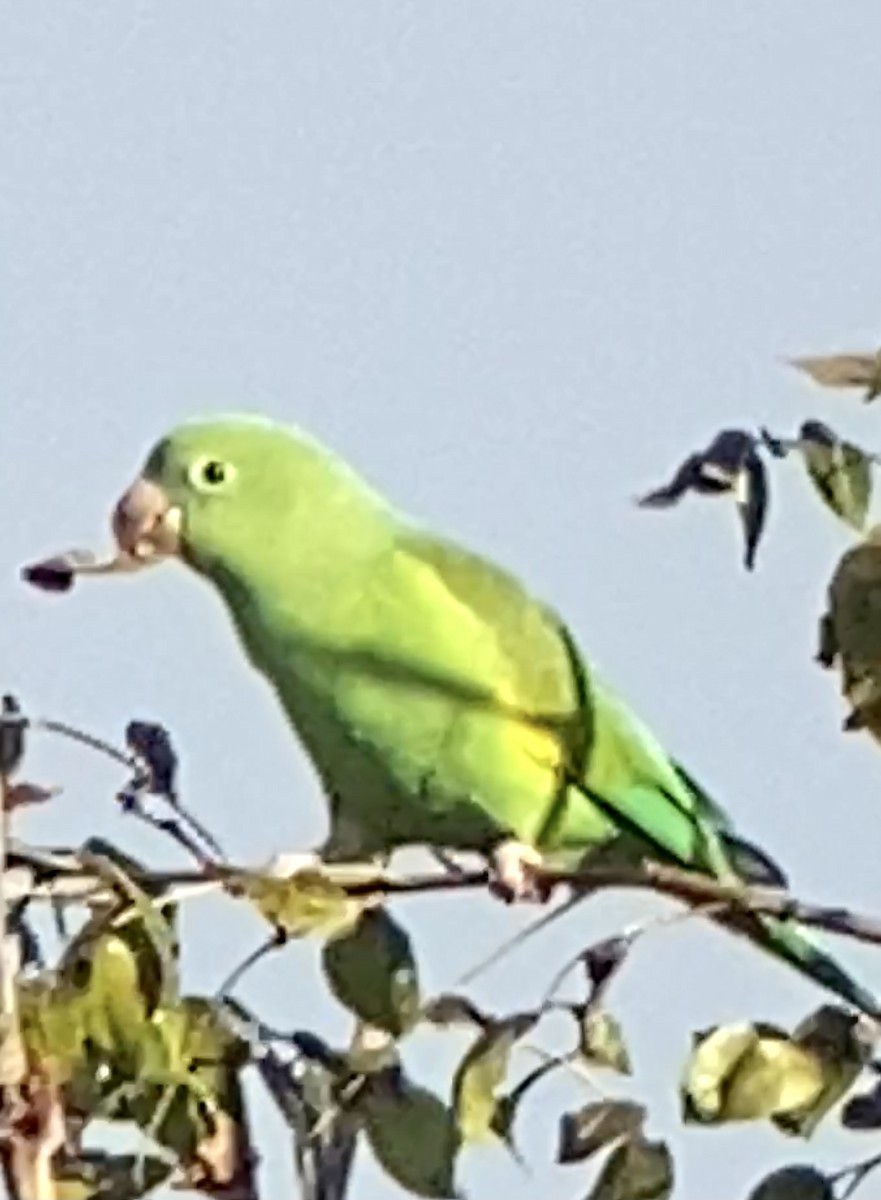 Psittaciformes sp. (parakeet sp.) - ML400045451