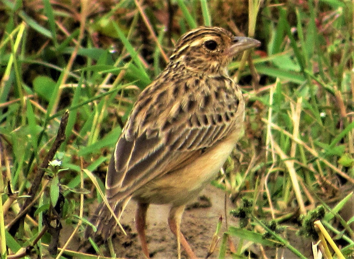 eBird Checklist - 29 Dec 2021 - UKADA FOREST - 1 species