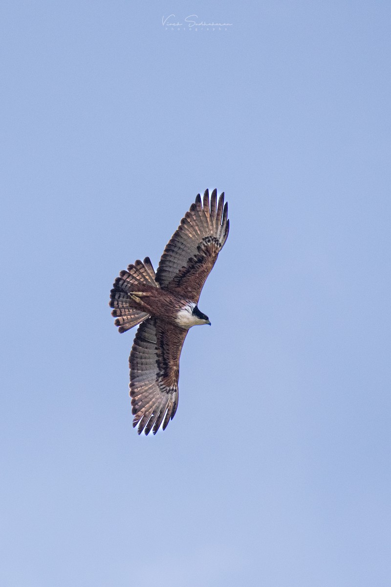Rufous-bellied Eagle - Vivek Sudhakaran