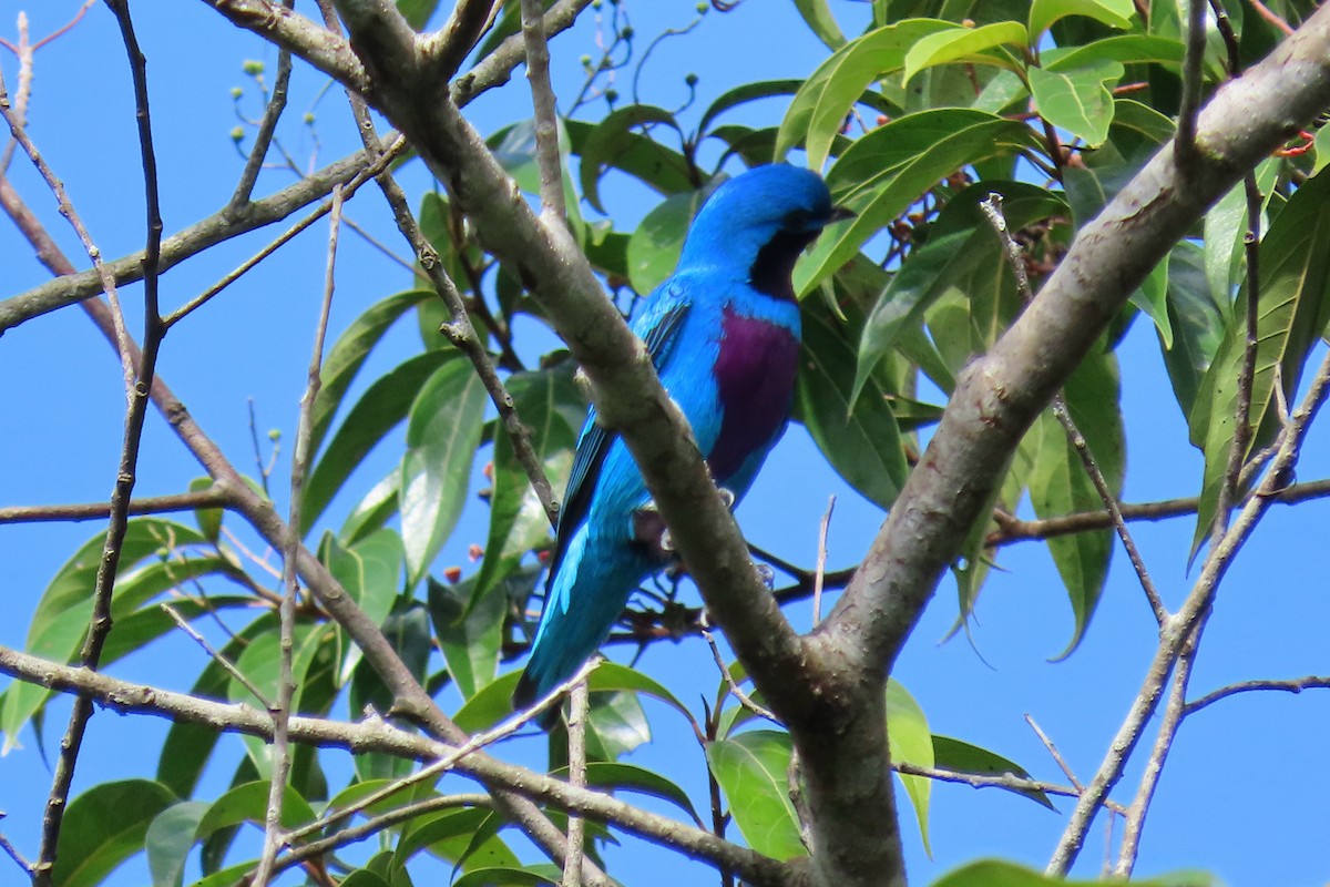 Lovely Cotinga - Peter & Jane Wolfe