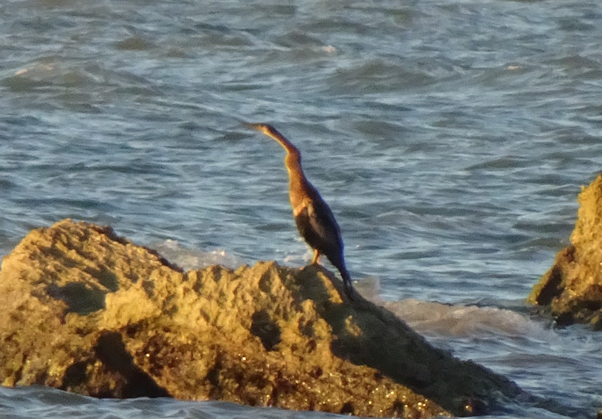 Anhinga Americana - ML400048451