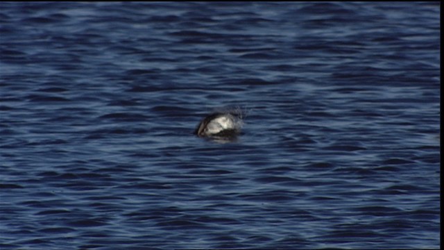 Ruddy Duck - ML400049