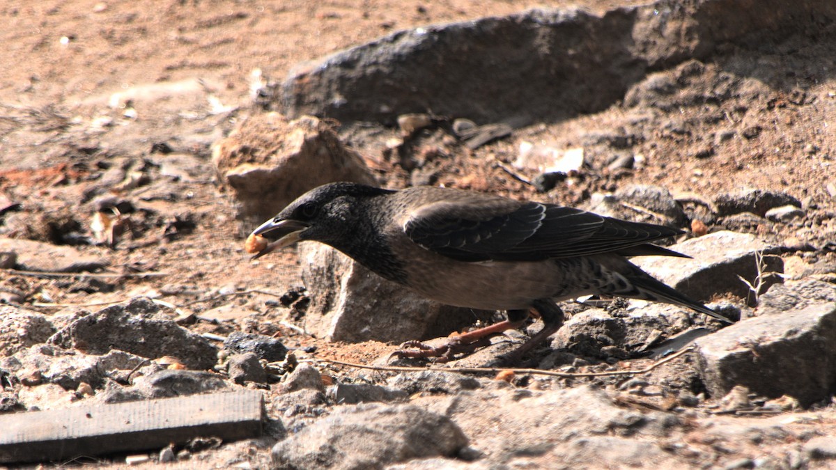 Rosy Starling - Mohan Raj K.