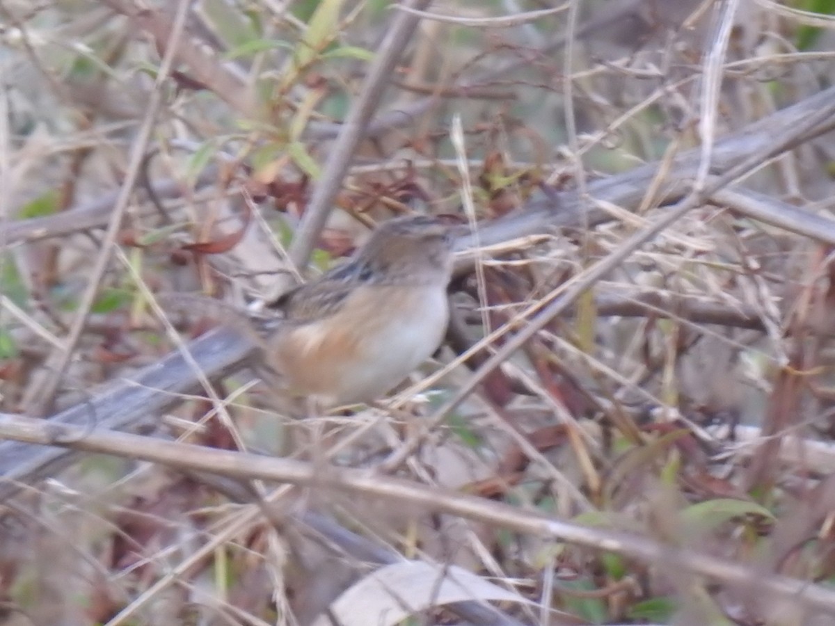 Sedge Wren - ML400050801