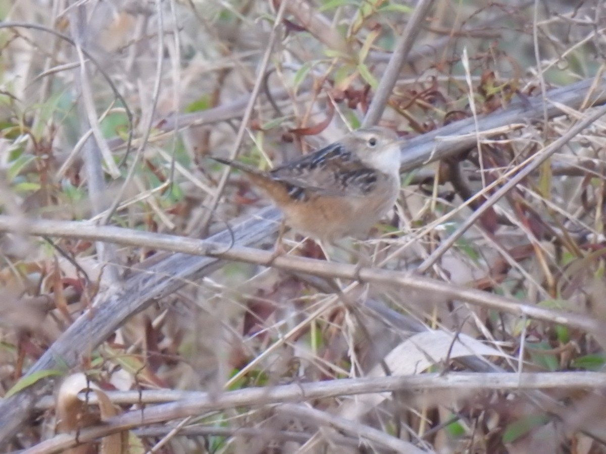 Sedge Wren - ML400050821