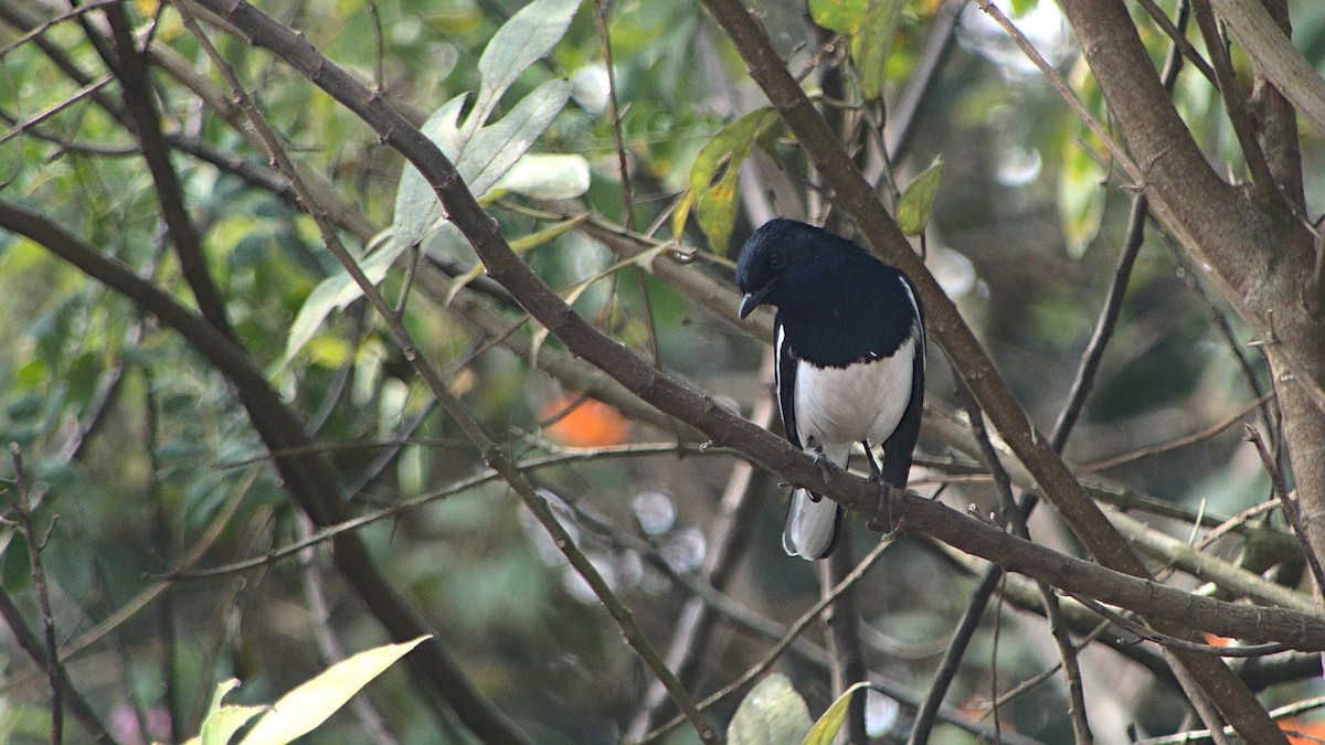 Oriental Magpie-Robin - Mohan Raj K.