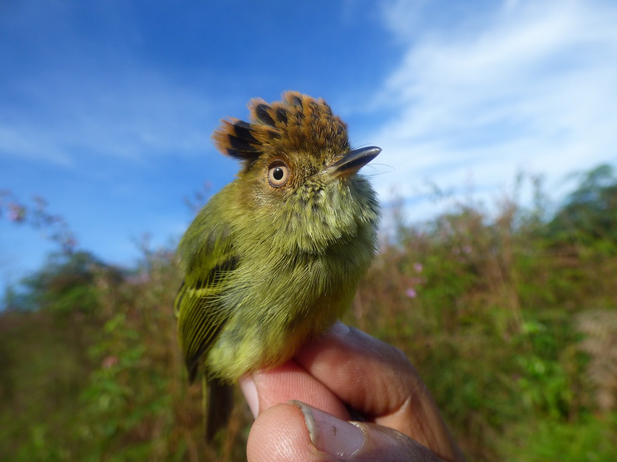 Scale-crested Pygmy-Tyrant - Luis Mieres Bastidas