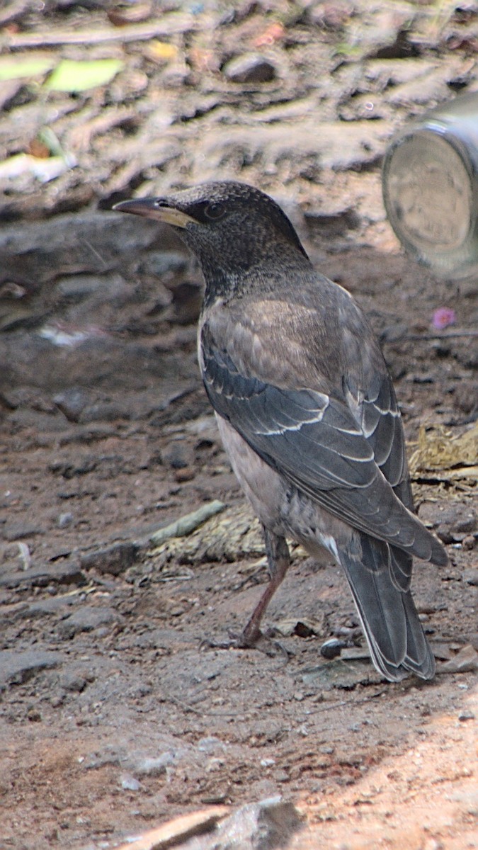 Rosy Starling - Mohan Raj K.