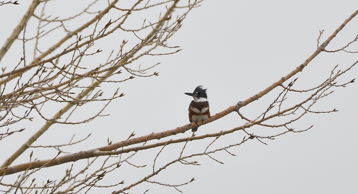 Belted Kingfisher - ML400052651