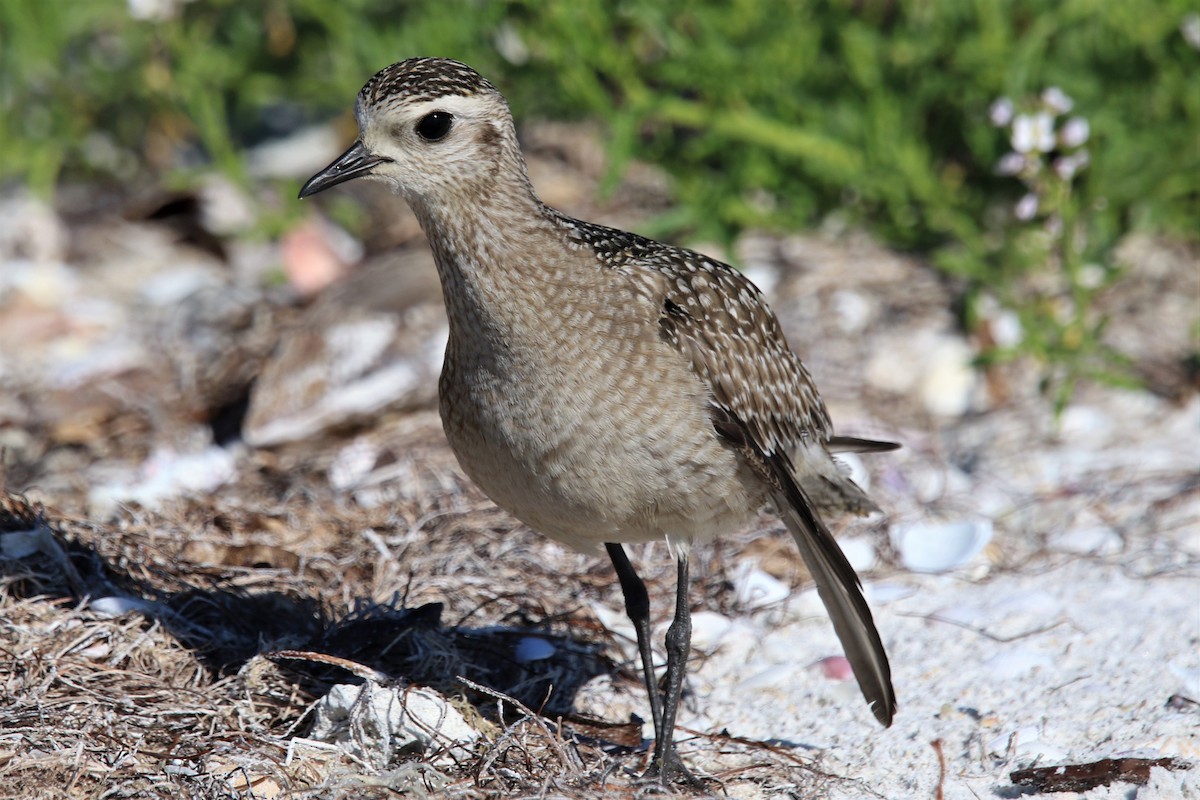 American Golden-Plover - ML400053881