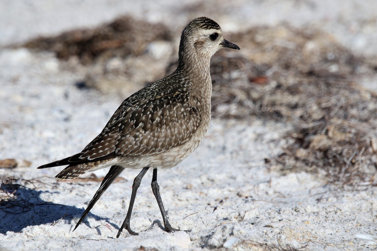 American Golden-Plover - ML400053921